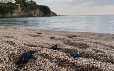 naixement_begur_tortuga_careta