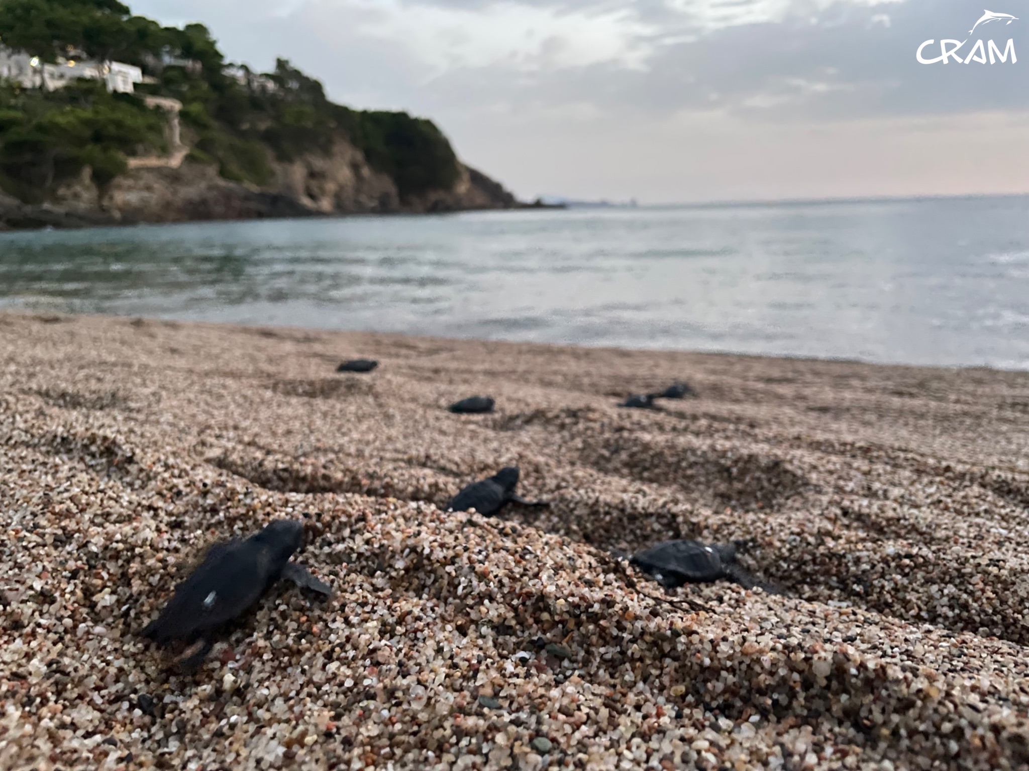 naixement_begur_tortuga_careta